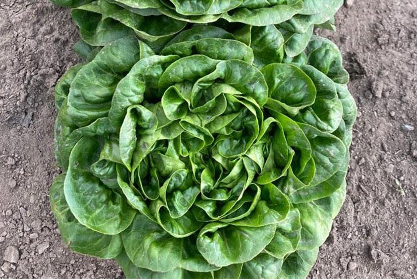 ad-lettuce-resize.jpg